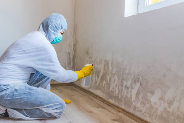 Licensed Mold Removal service in Washington, VA - Mold Remediation HQ