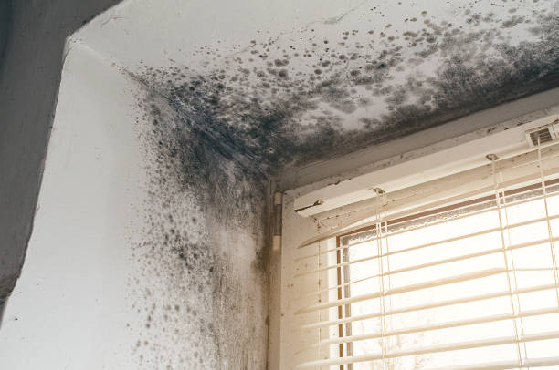 Affordable Mold Removal solutions in Washington, VA